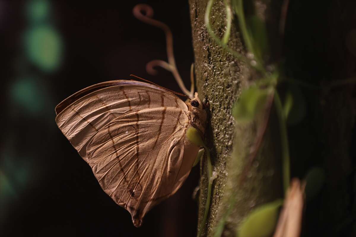 Şebi Arus için gelenler Konya’nın ünlü mekanında huzur bulacak 4